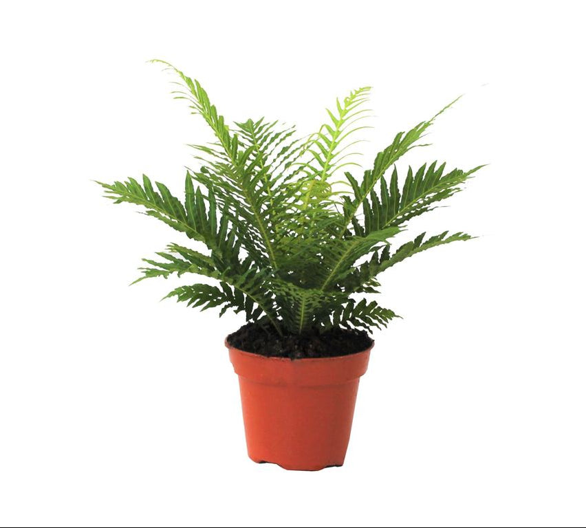 Felce Blechnum Silver Lady