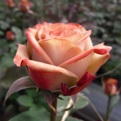 Bocciolo di rosa ‘Cappuccino’ color pesca.