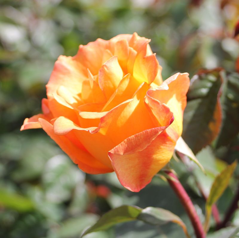 Bocciolo di rosa ‘Whisky’ arancione in fiore.