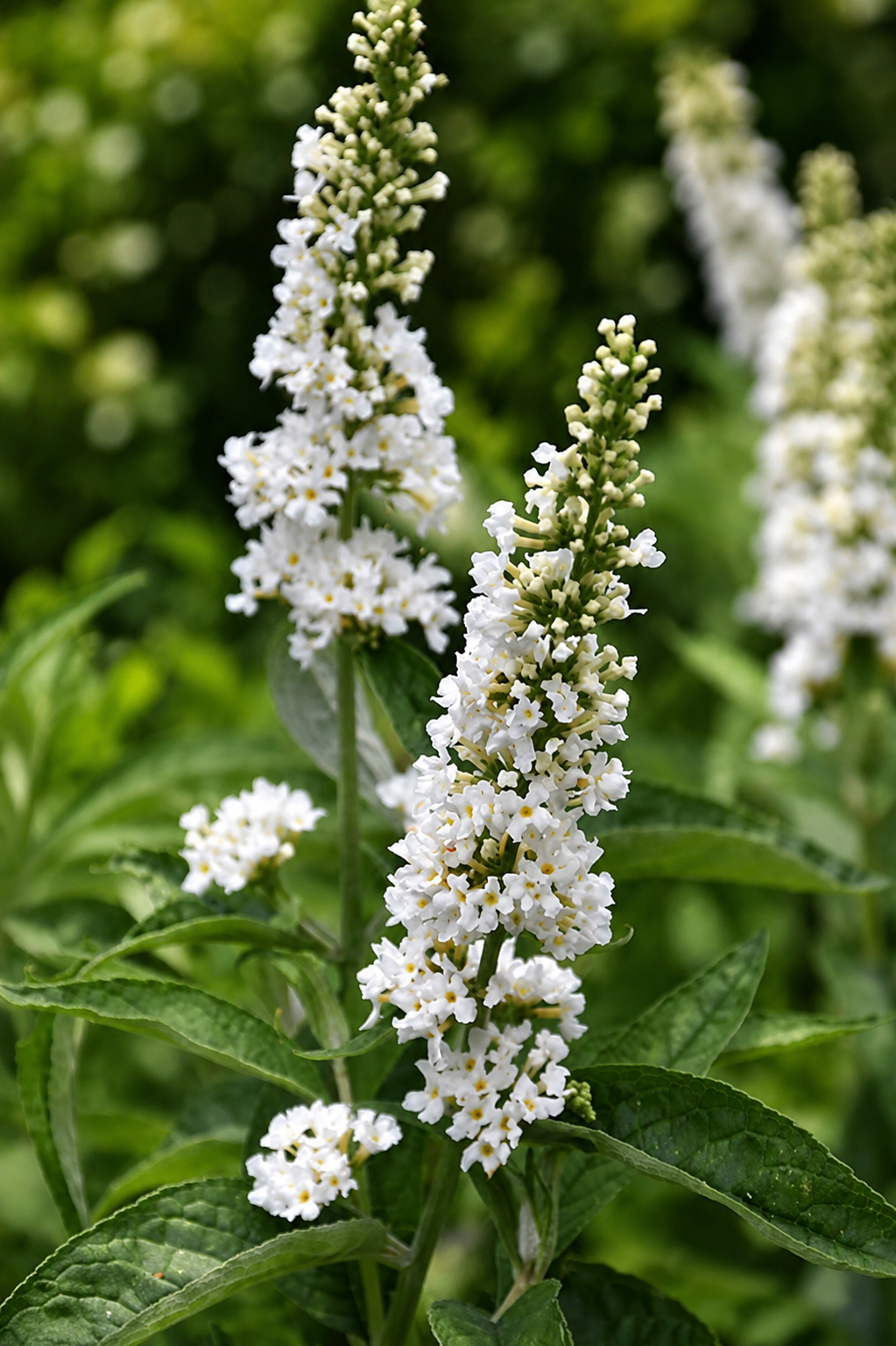 Spighe bianche di Buddleja Miss Pearl