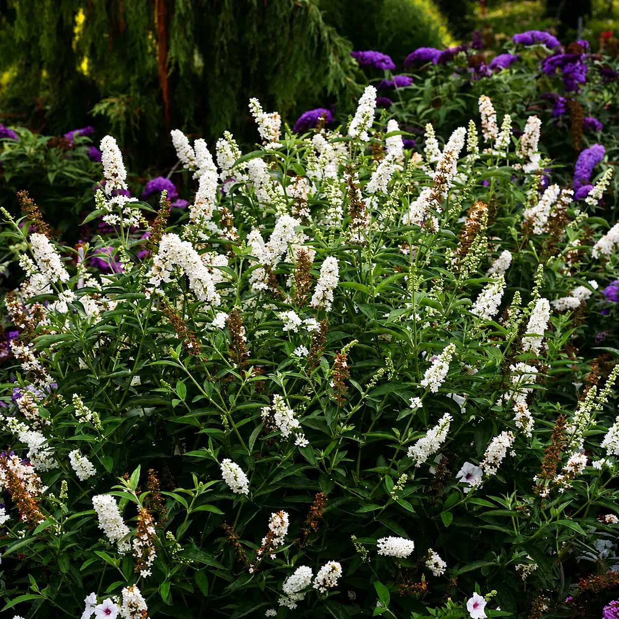 Arbusto fiorito di Buddleja Miss Pearl