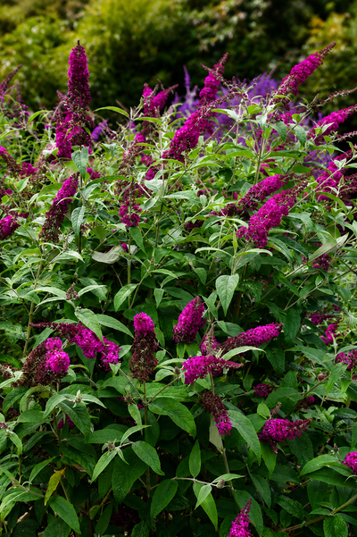 Arbusto fiorito di Buddleja Miss Ruby