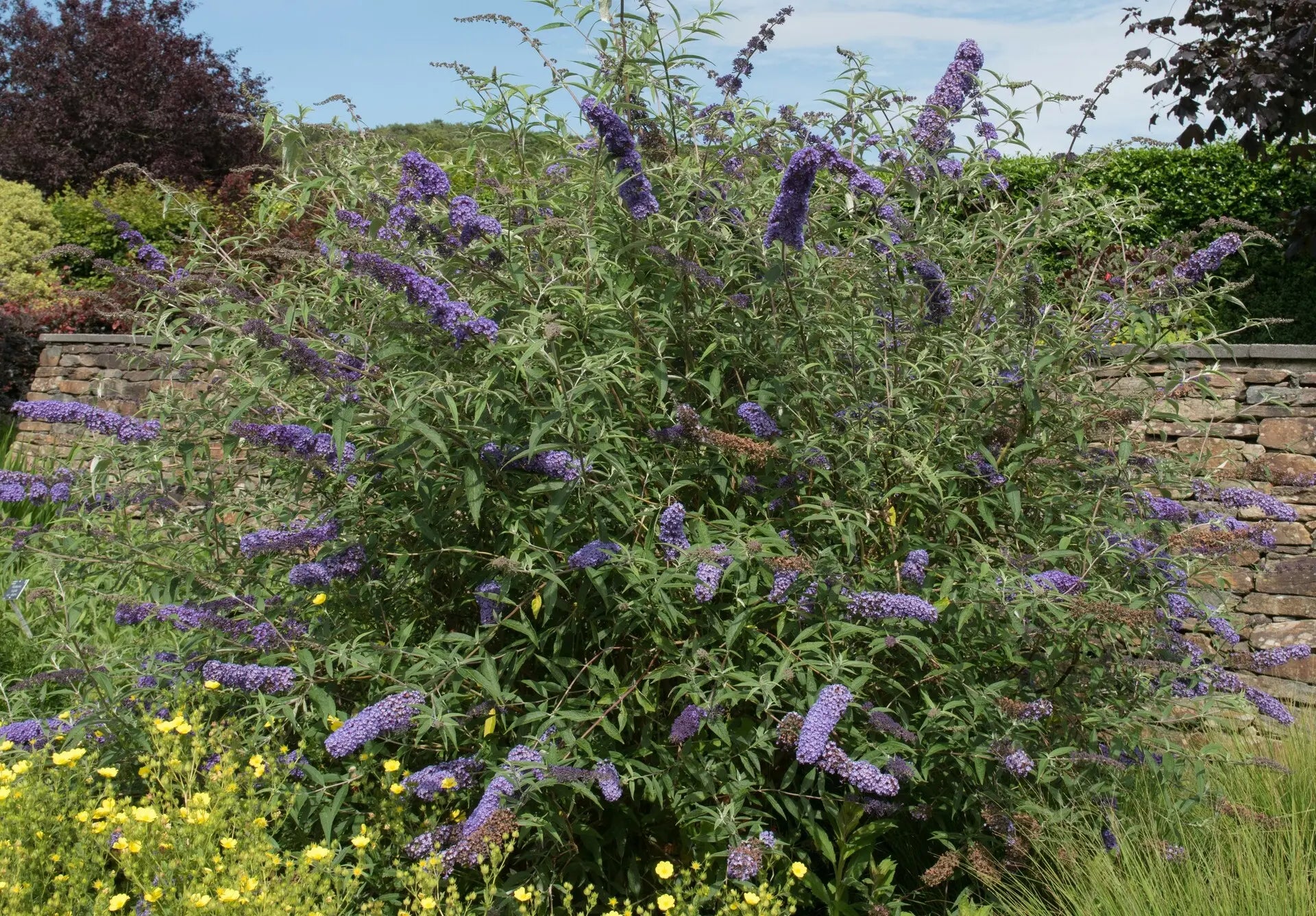 Arbusto fiorito di Buddleja davidii Nanho Blue