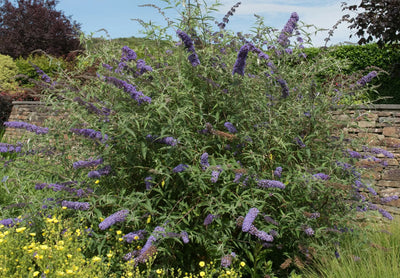 Arbusto fiorito di Buddleja davidii Nanho Blue