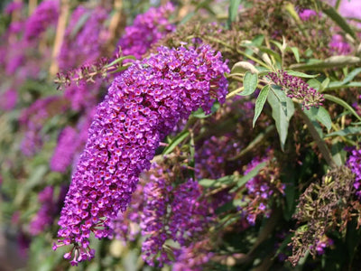 Spighe viola di Buddleja Nanho Purple
