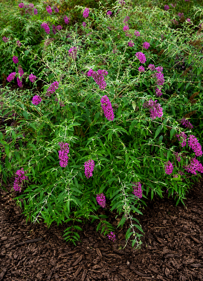 Arbusto fiorito di Buddleja Nanho Purple