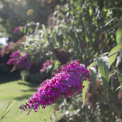 Spighe viola di Buddleja Purple