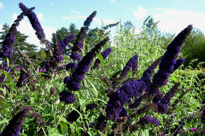 Spighe di Buddleja davidii 'Black Knight'