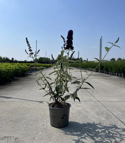 Buddleja davidii 'Black Knight' in vaso in vivaio