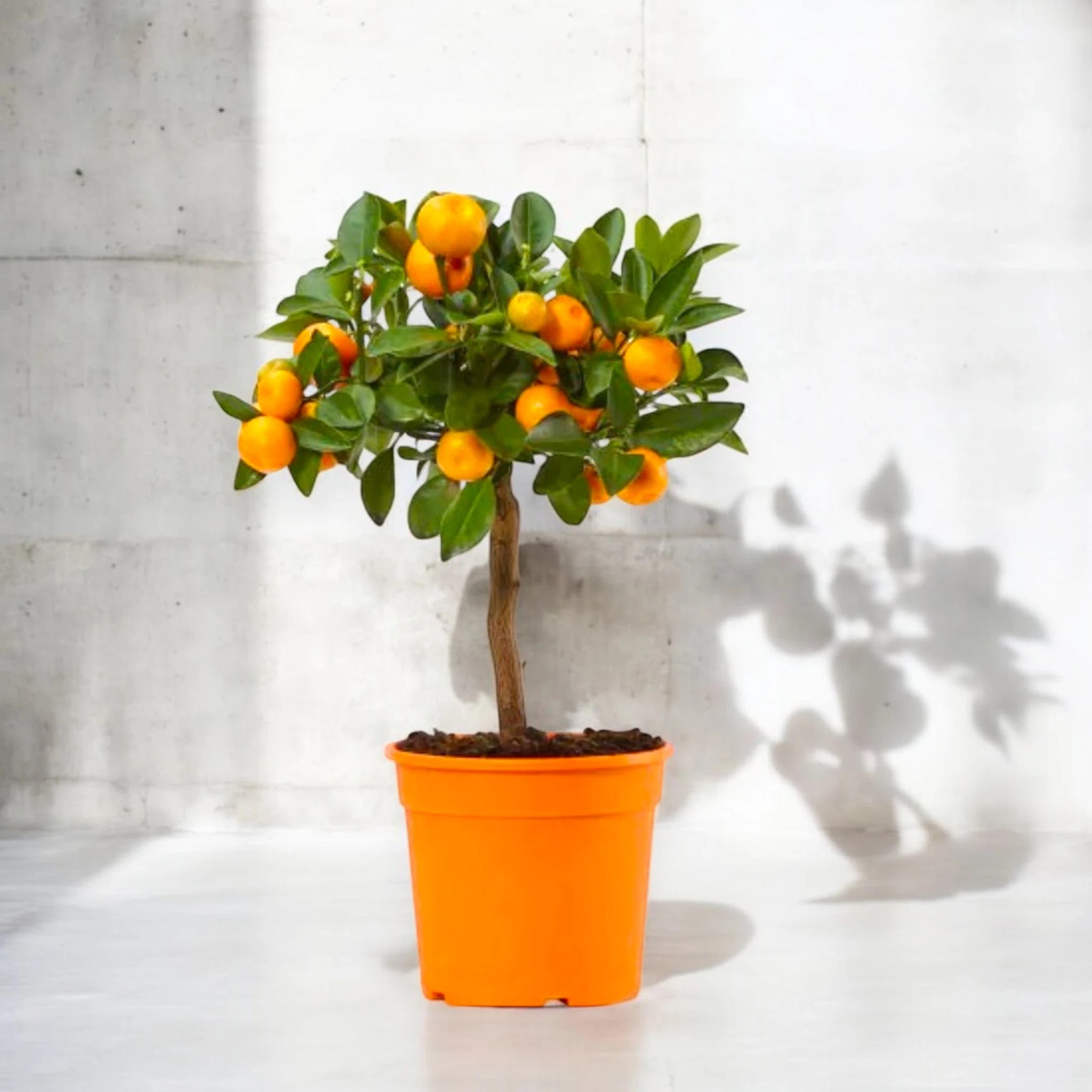 Calamondino Citrus microcarpa coltivato in vaso da esterno