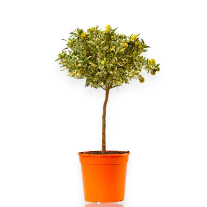 Calamondino variegato in vaso con foglie striate crema-verde e piccoli frutti