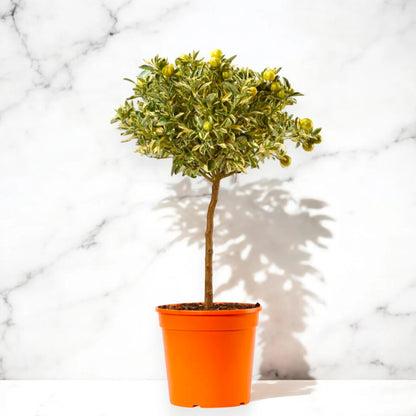 Calamondino variegato ornamentale dal fogliame screziato crema e verde