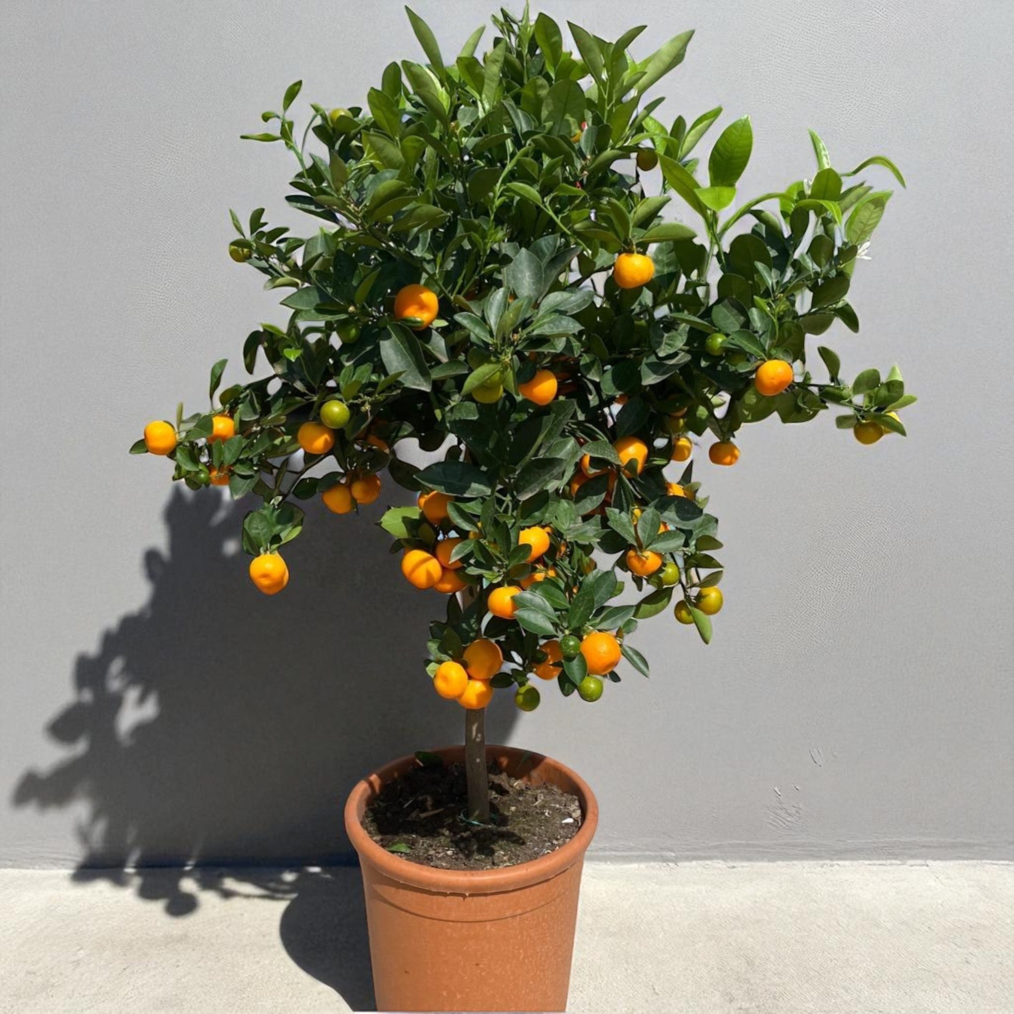Calamondino in vaso da terrazzo ricco di frutti arancioni decorativi