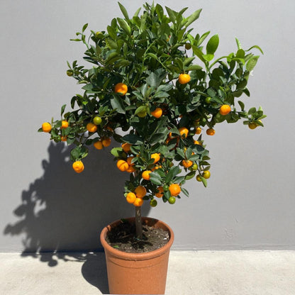 Calamondino in vaso da terrazzo ricco di frutti arancioni decorativi