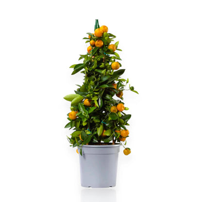 Pianta ornamentale di calamondino con frutti arancioni e foglie lucide