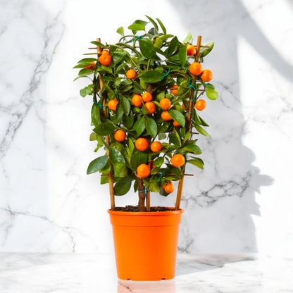 Frutti maturi di calamondino arancio brillante tra il fogliame verde