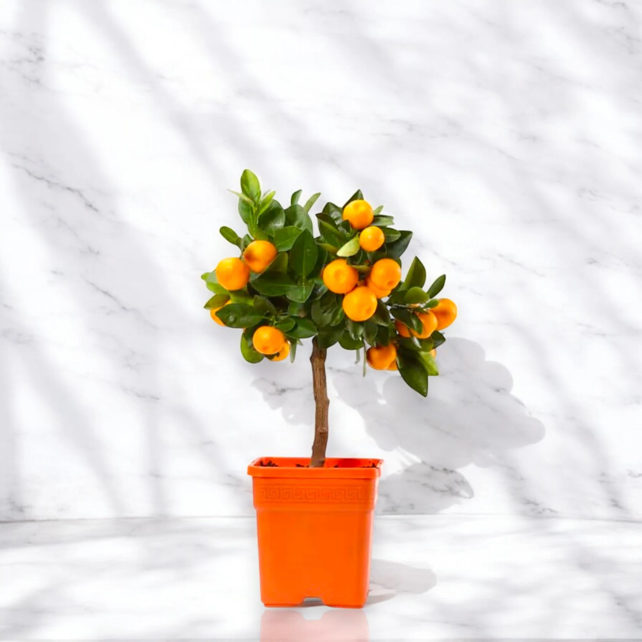 Calamondino in vaso con frutti maturi pronti per la raccolta