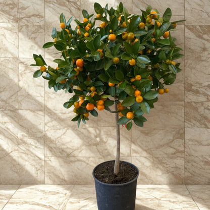 Calamondino in vaso con frutti arancioni e fogliame sempreverde