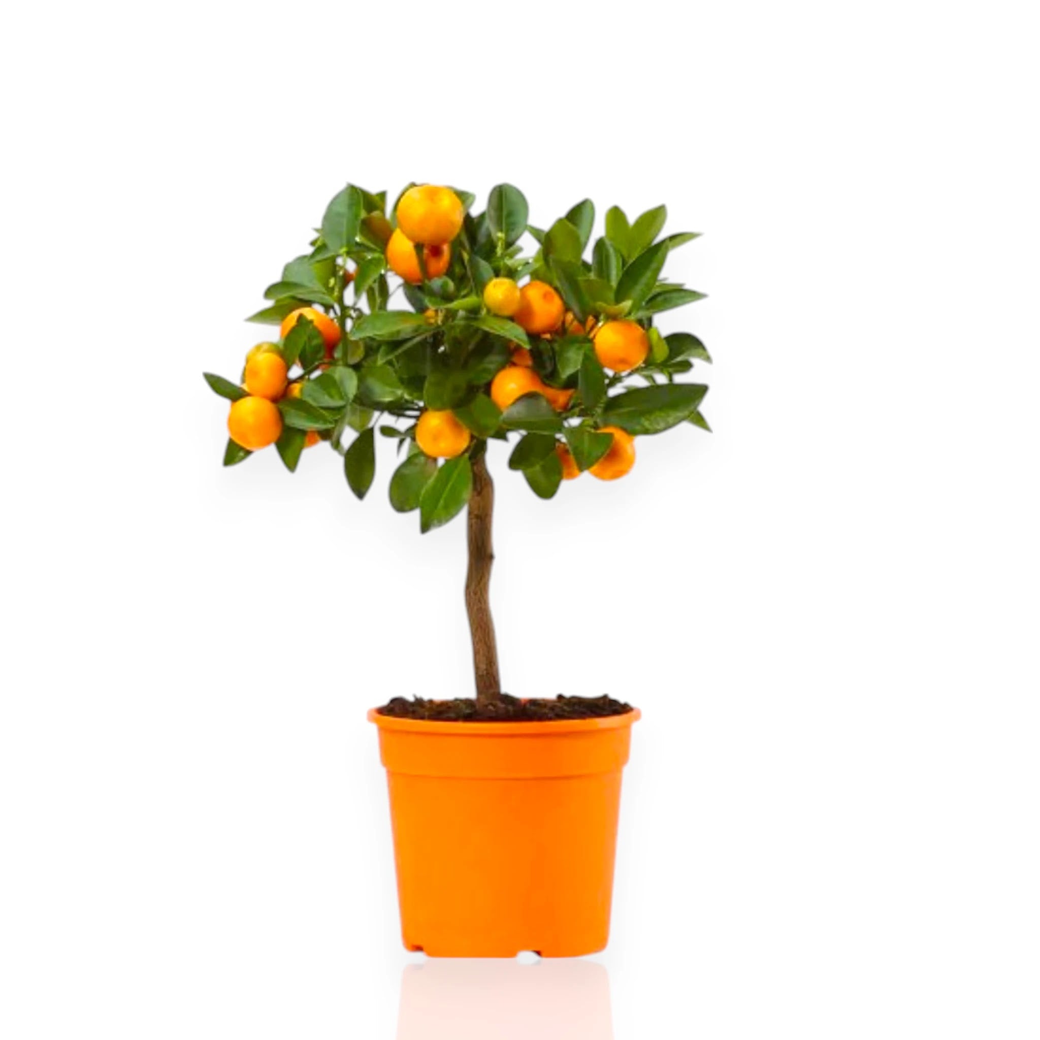Pianta di calamondino in vaso ricca di frutti arancioni maturi