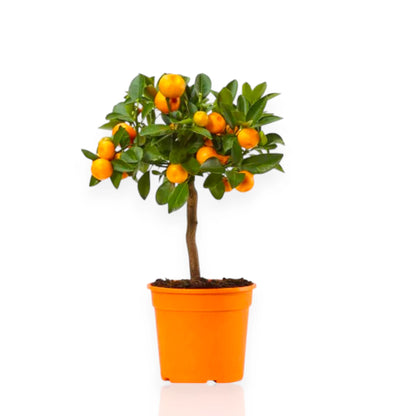 Pianta di calamondino in vaso ricca di frutti arancioni maturi