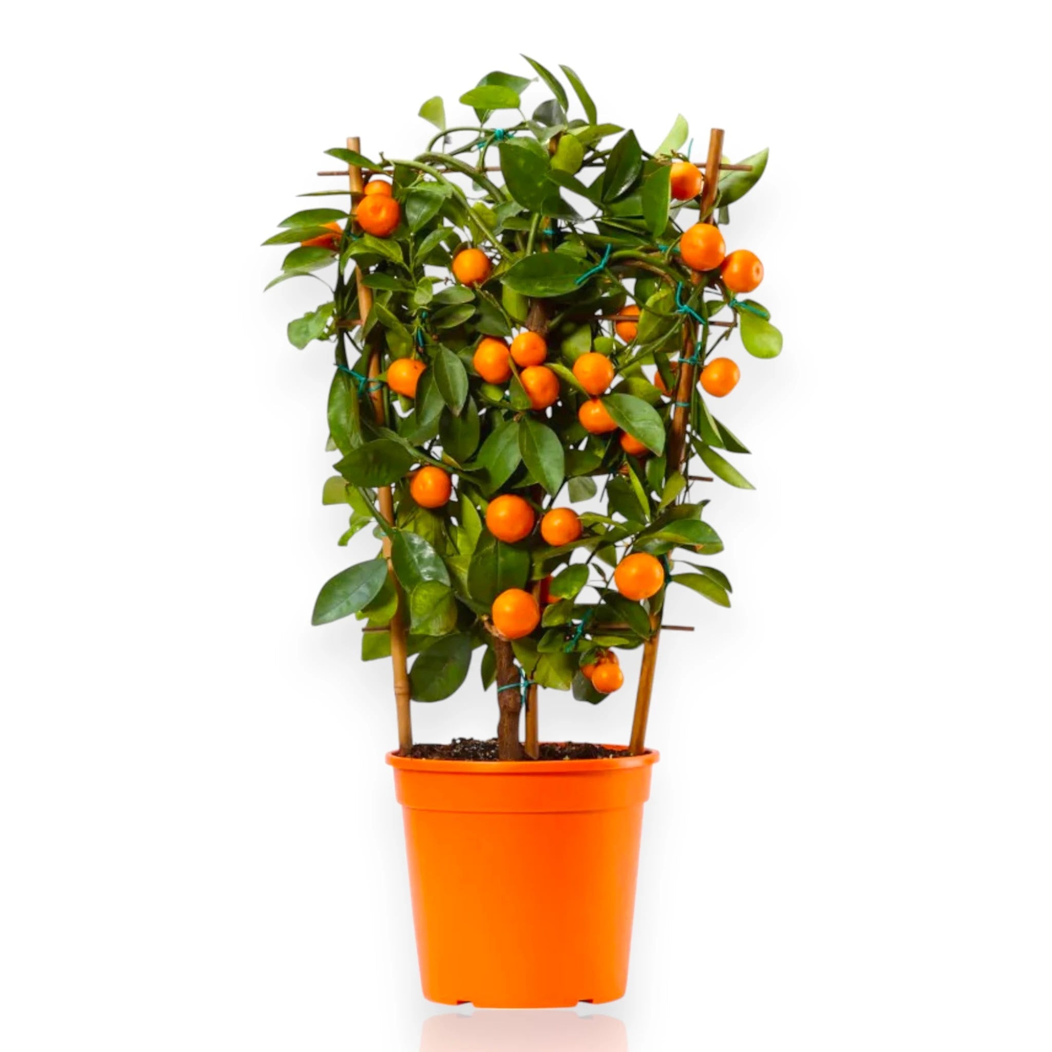 Calamondino coltivato in clima mediterraneo ricco di agrumi arancioni