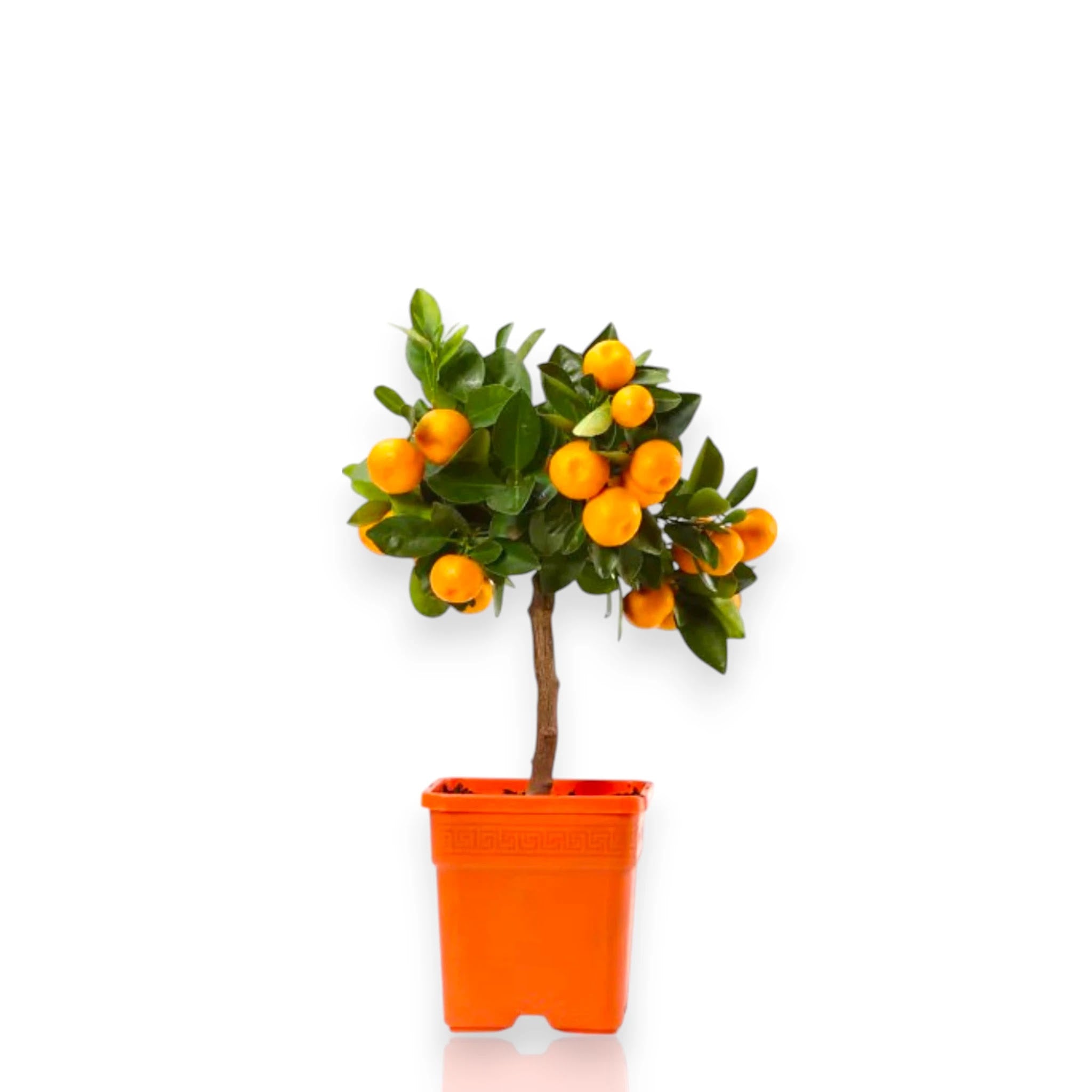 Calamondino mediterraneo in vaso con piccoli frutti arancioni