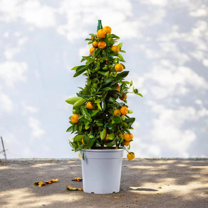 Calamondino ornamentale dalla chioma densa carica di piccoli agrumi