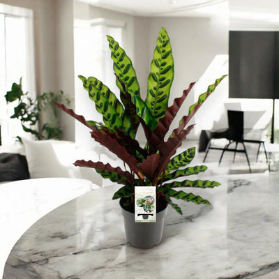Calathea lancifolia in ambiente luminoso