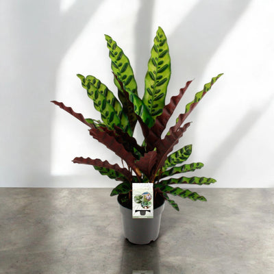 Calathea lancifolia su tavolo moderno