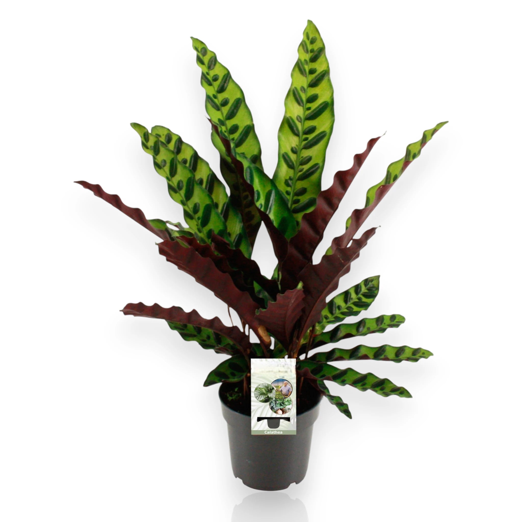Calathea lancifolia con foglie ondulate