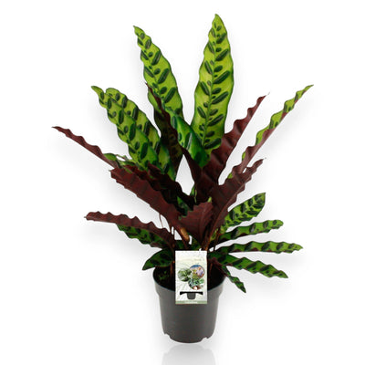 Calathea lancifolia con foglie ondulate
