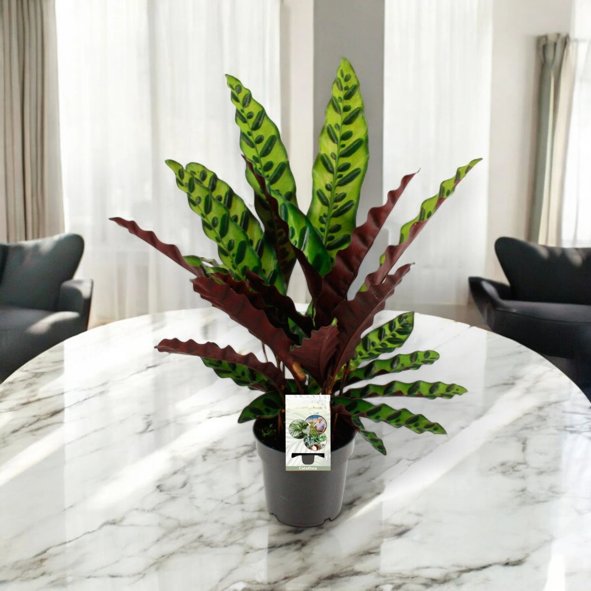 Pianta di Calathea lancifolia decorativa
