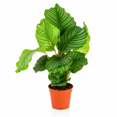 Calathea orbifolia