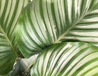 Calathea orbifolia dettaglio foglie