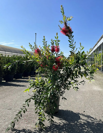 Pianta di Callistemon fiorita in vaso