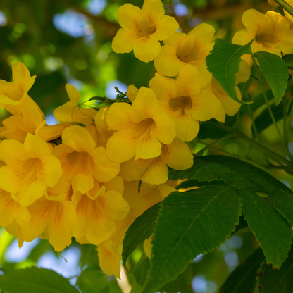 Fiori giallo intenso di Campsis radicans