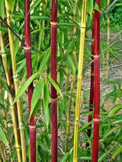Canne rosse e gialle di bambù ornamentale
