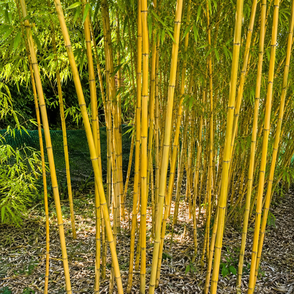 Canne gialle di bambù ornamentale fitto