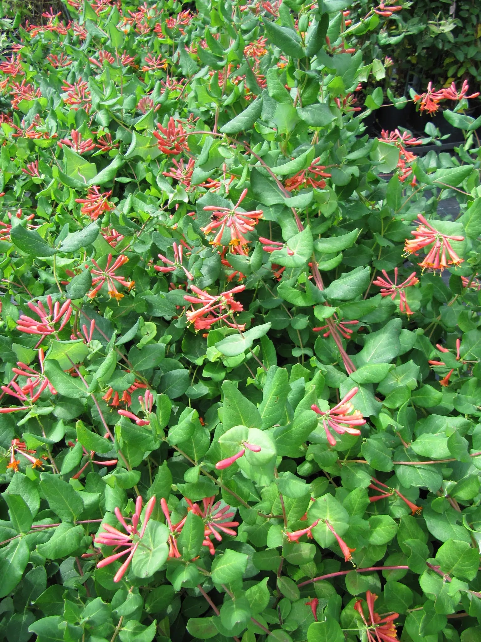 Caprifoglio Dropmore Scarlet rampicante con fiori tubolari arancio in giardino