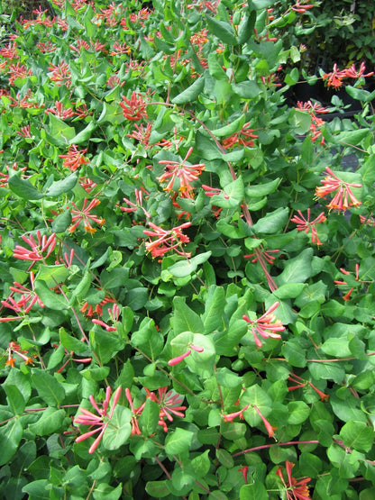 Caprifoglio Dropmore Scarlet rampicante con fiori tubolari arancio in giardino