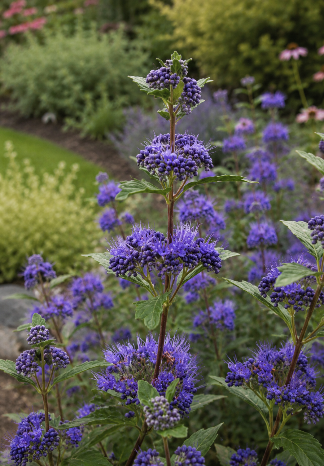 Caryopteris clandonensis 'Grand Bleu' dettaglio