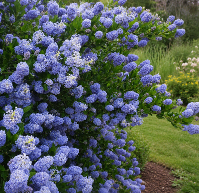 Ceanothus 'Skylark' in giardino