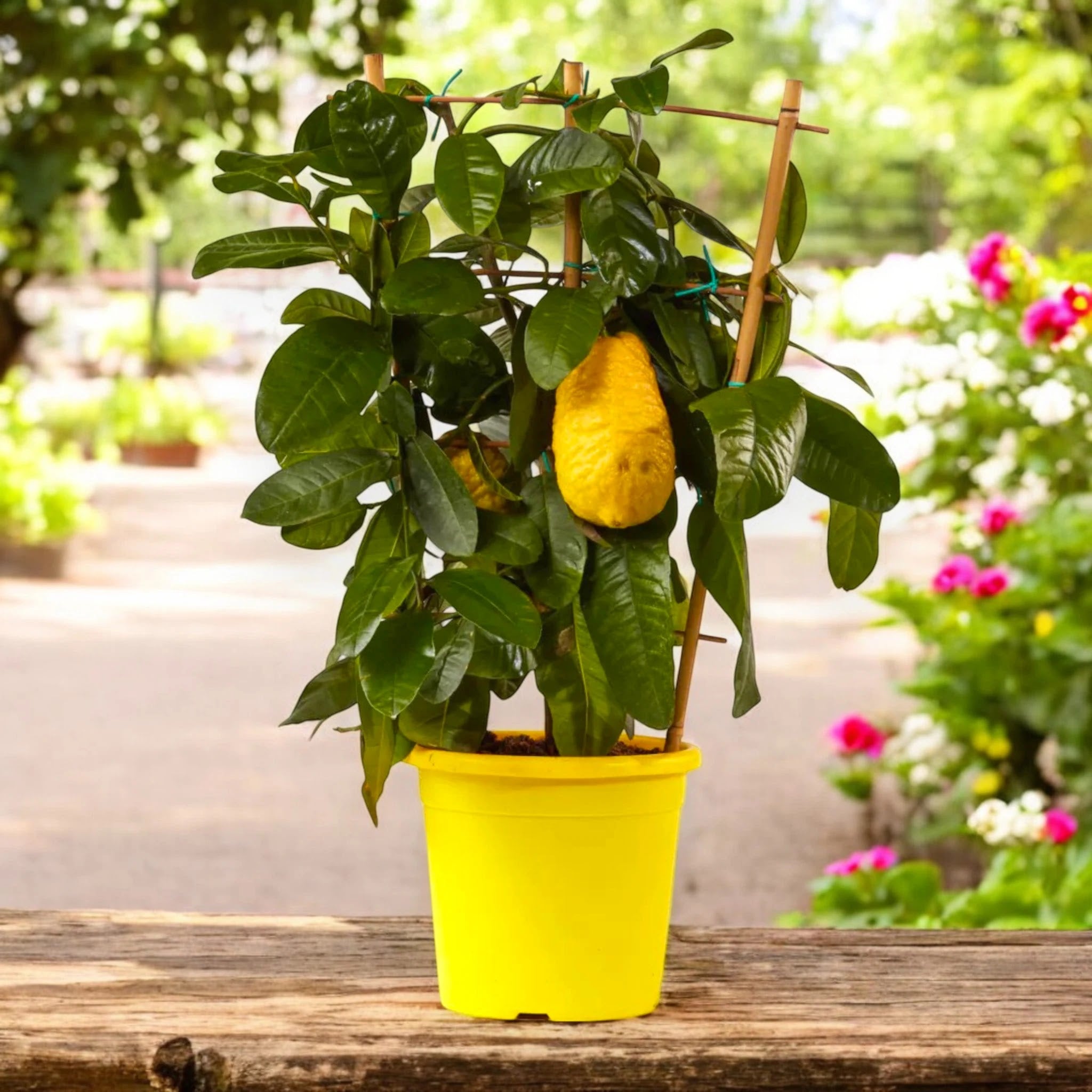 Pianta di cedro Citrus medica con grandi frutti gialli e foglie allungate