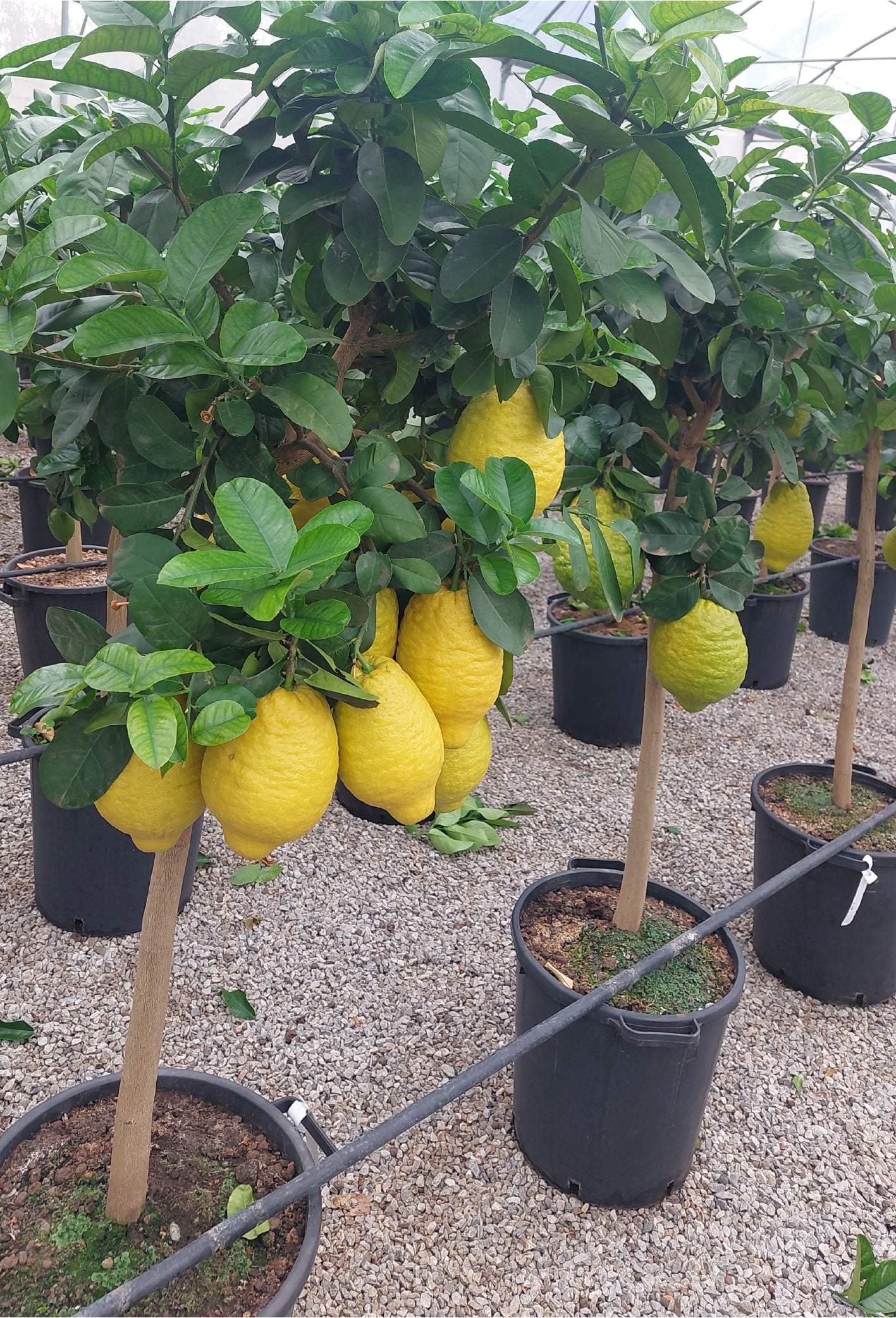 Piante di cedro con frutti maturi coltivate in vivaio