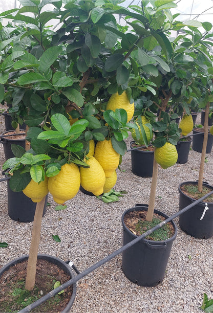 Piante di cedro con frutti maturi coltivate in vivaio