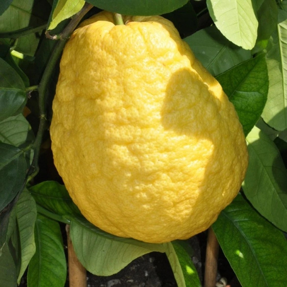Cedro maturo dal grande frutto giallo profumato sul ramo