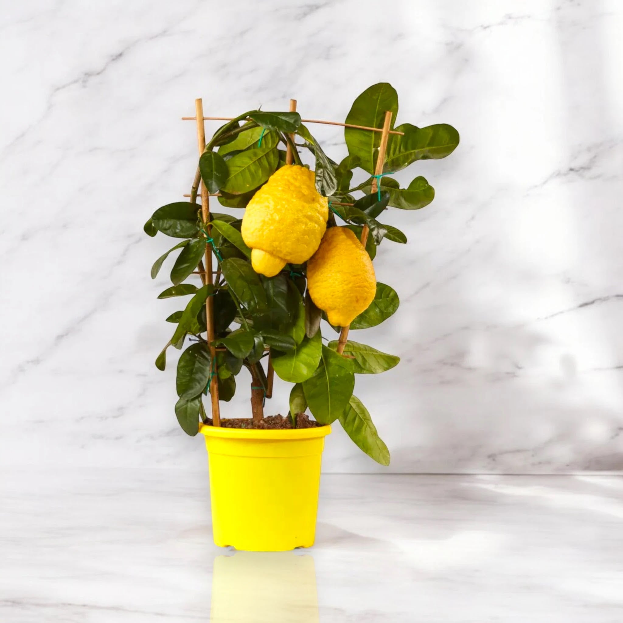 Pianta ornamentale di cedro con frutti decorativi di grandi dimensioni