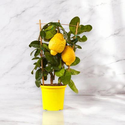 Pianta ornamentale di cedro con frutti decorativi di grandi dimensioni