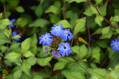 Ceratostigma wilmottianum arbusto con fiori blu cobalto in giardino 