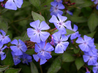 Ceratostigma wilmottianum dettaglio fiori 